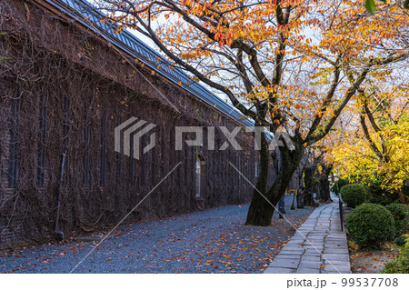 日本 岡山県倉敷市の倉敷美観地区の倉敷アイビースクエアと紅葉した木 日本 岡山県倉敷市の倉敷美観地区の倉敷アイビースクエアと紅葉した木 99537708