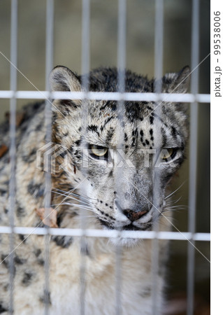 目つきが鋭いユキヒョウ 99538006