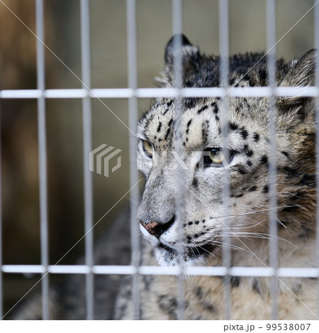 目つきが鋭いユキヒョウ 目つきが鋭いユキヒョウ 99538007