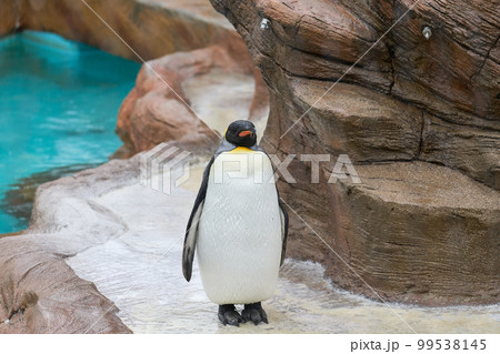 仁王立ちのオウサマペンギン 99538145