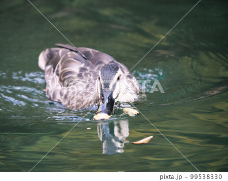 水面に浮かぶエサを食べようとしているカルガモ 99538330