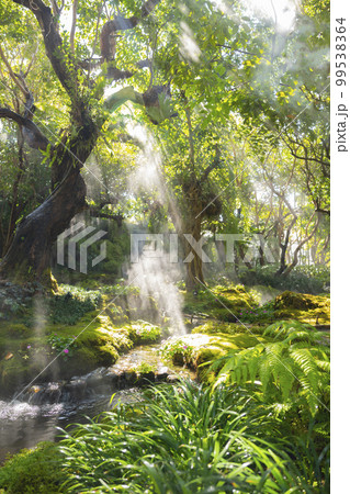 Beautiful spring moss and fern in the garden under big trees, Chiang Mai, Thailand 99538364