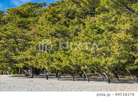 日本　高知県高知市浦戸の桂浜の桂浜公園の砂浜と松林 99538376