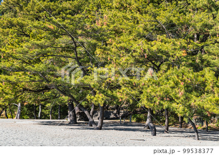 日本　高知県高知市浦戸の桂浜の桂浜公園の砂浜と松林 99538377