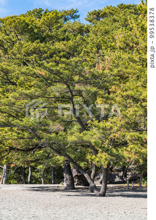 日本　高知県高知市浦戸の桂浜の桂浜公園の砂浜と松林 99538378