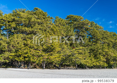 日本　高知県高知市浦戸の桂浜の桂浜公園の砂浜と松林 99538379
