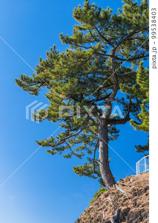 日本　高知県高知市浦戸の桂浜の竜王岬展望台 99538403