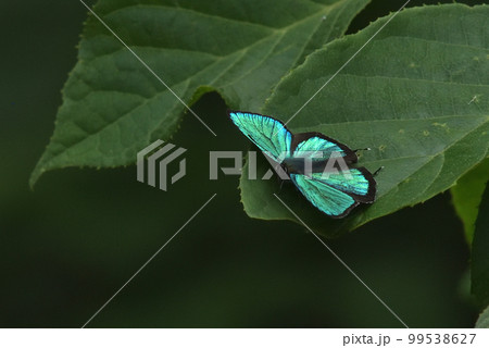 翅を広げた新鮮なアイノミドリシジミの雄 99538627