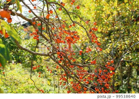 柿の実 柿の実 99538640