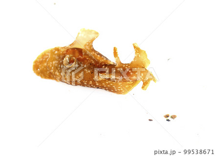 アメフラシ 99538671