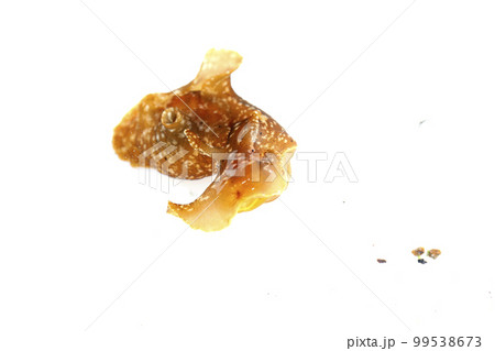 アメフラシ 99538673