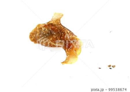 アメフラシ アメフラシ 99538674