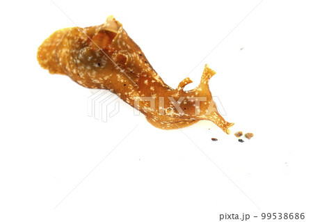 アメフラシ アメフラシ 99538686