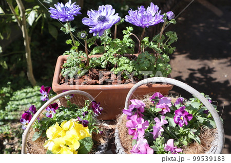 春の花寄せ植え＆寄せ鉢 99539183