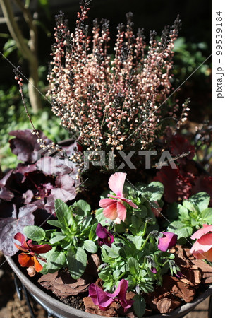 種から育てたフリルパンジーの寄せ植え 種から育てたフリルパンジーの寄せ植え 99539184