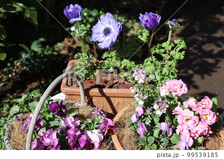 春の花寄せ植え＆寄せ鉢 99539185