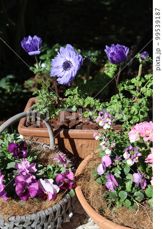 春の花寄せ植え＆寄せ鉢 99539187