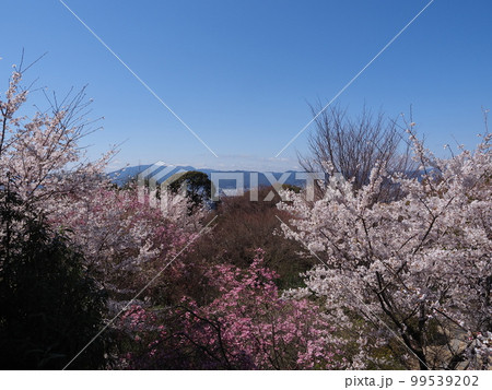 将軍塚青龍殿の桜 99539202