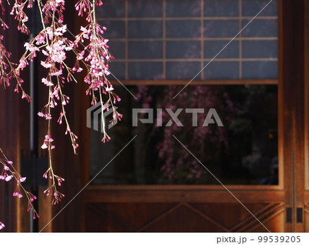 将軍塚青龍殿の桜 99539205