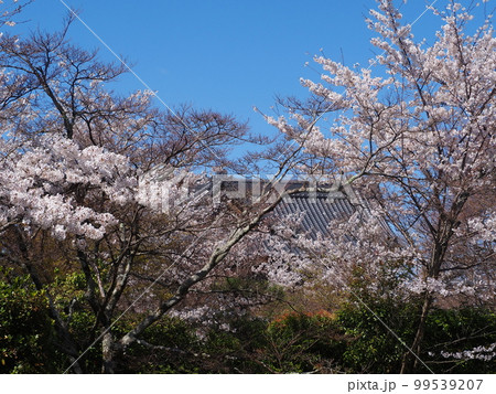 将軍塚青龍殿の桜 99539207