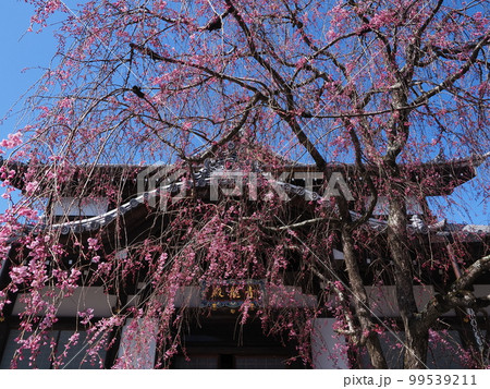 将軍塚青龍殿の桜 99539211
