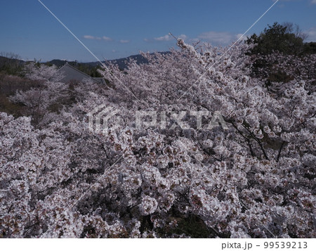 将軍塚青龍殿の桜 99539213