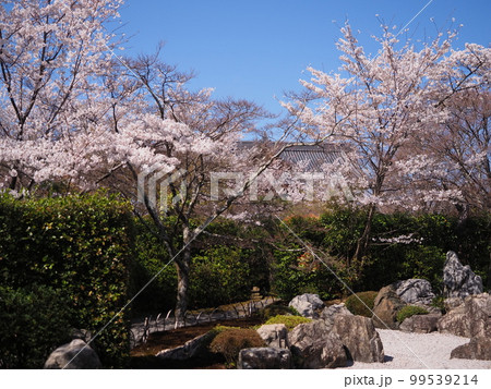将軍塚青龍殿の桜 99539214