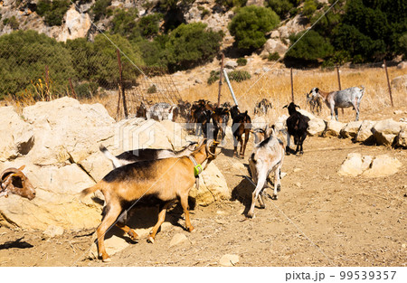Herd of domestic goats walking to feedlot in mountainous area 99539357