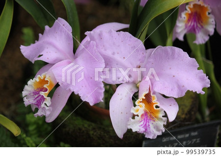 カトレアの花 カトレアの花 99539735