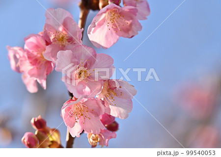 (春の風景)河津桜が咲いた 背景に青空 クローズアップ (春の風景)河津桜が咲いた 背景に青空 クローズアップ 99540053