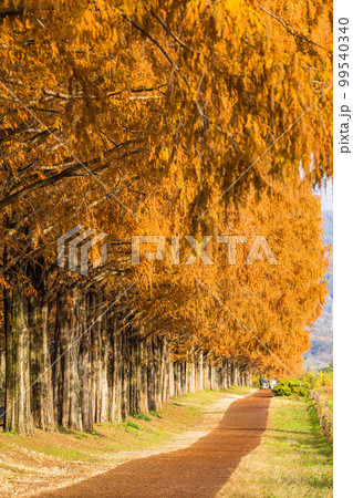 日本　滋賀県高島市マキノ町の秋になって紅葉したメタセコイア並木 99540340