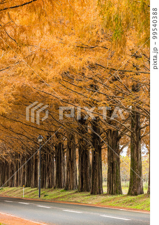 日本　滋賀県高島市高島市マキノ町の秋になって紅葉したメタセコイア並木 99540388