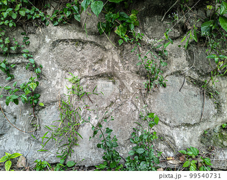 Texture of old gray concrete wall for background Texture of old gray concrete wall for background 99540731