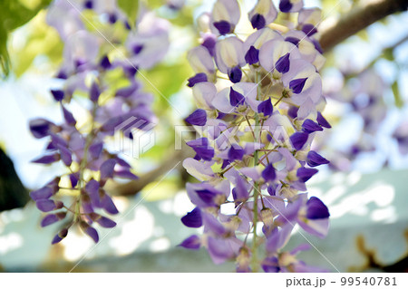 風に揺れるフジの花 風に揺れるフジの花 99540781