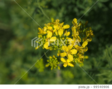 ノラボウナの花のアップ 99540906