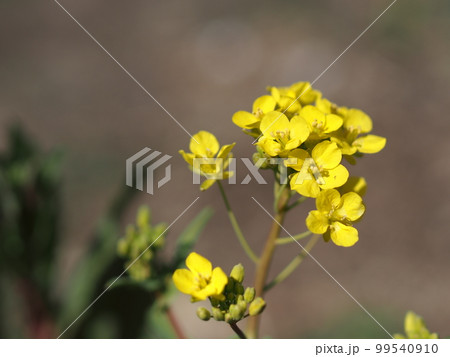 ノラボウナの花のアップ ノラボウナの花のアップ 99540910