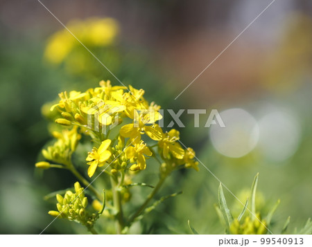 ノラボウナの花のアップ 99540913