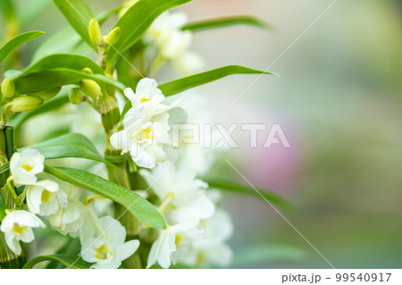 春に咲く白いランの花 春に咲く白いランの花 99540917