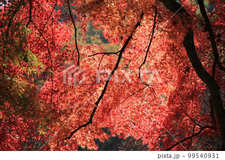 秋の樹木/真っ赤に紅葉した「カエデ」 秋の樹木/真っ赤に紅葉した「カエデ」 99540931