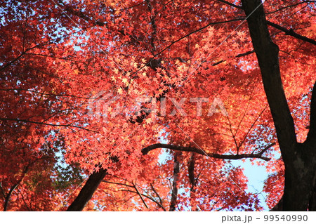 秋の樹木/真っ赤に紅葉した「カエデ」 秋の樹木/真っ赤に紅葉した「カエデ」 99540990