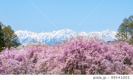 信州・小川村の春（桜と北アルプス） 99541003