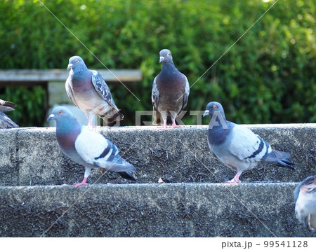 鳩たちの戯れ 鳩たちの戯れ 99541128
