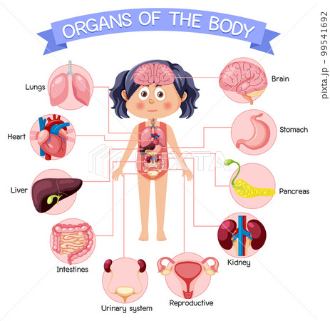 Internal organs of the body for kidsのイラスト素材 [99541692] - PIXTA