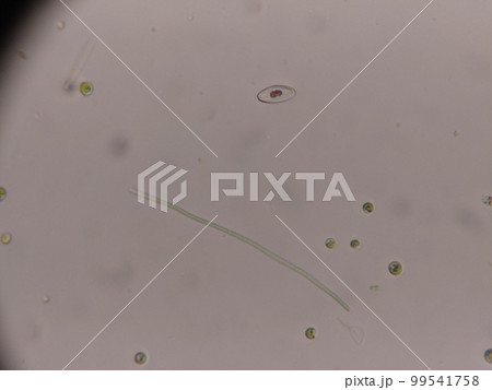 淡水中の植物プランクトン 淡水中の植物プランクトン 99541758