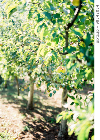 Apples on a green branch of an apple tree 99542034