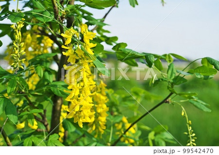 黄色いキングサリの花(春、五月) 黄色いキングサリの花(春、五月) 99542470