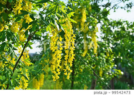 黄色いキングサリの花（春、五月） 99542473