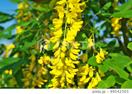 黄色いキングサリの花（春、五月） 99542503