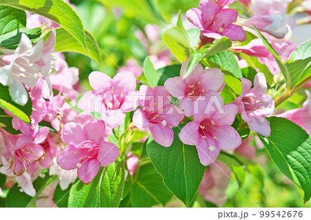 ピンクのハコネウツギの花(春、五月) ピンクのハコネウツギの花(春、五月) 99542676