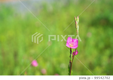 ピンクの小さなユウゲショウの花（春、五月）の写真素材 [99542702] - PIXTA